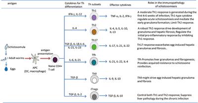 T Lymphocyte-Mediated Liver Immunopathology of Schistosomiasis